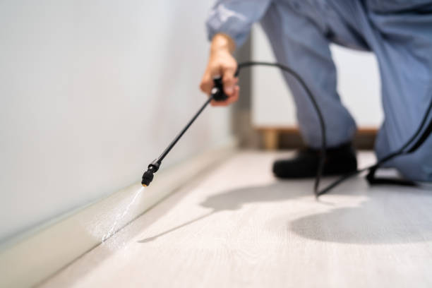 Licensed Wasp Removal service in Holly Springs, MS - Show Me Pest Control
