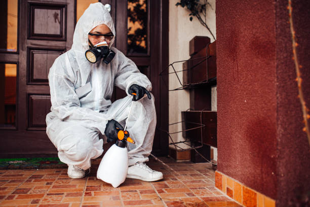 Reliable Wasp Removal contractor in Holly Springs, MS by Show Me Pest Control